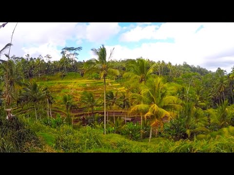 BEAUTIFUL BALI TOUR! (Rice Terraces + Cat Coffee)